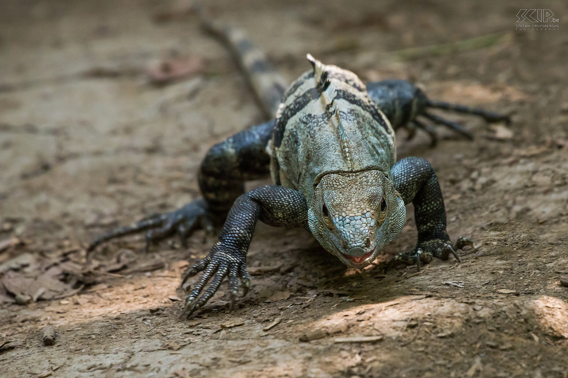 Carara - Zwarte leguaan De zwarte leguaan (black iguana, black ctenosaur) is een van de snelst lopende hagedissen op aarde. Mannetjes kunnen tot 1,5 meter  groot worden en het zijn uitstekende klimmers. Ze zijn voornamelijk herbivoor, ze eten bloemen, bladeren en fruit, maar soms ook kleinere dieren, eieren, en geleedpotigen. Stefan Cruysberghs